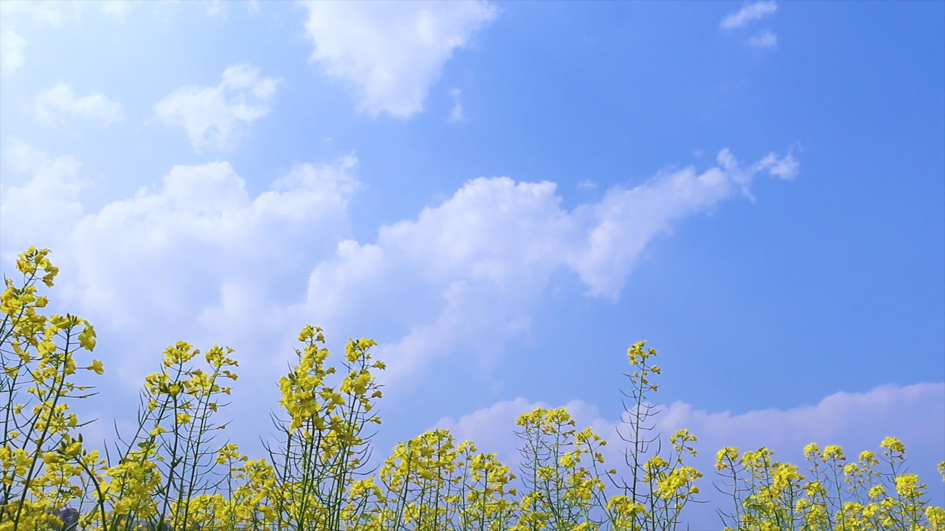 实拍天空背景油菜花之蜜蜂飞舞200视频的预览图