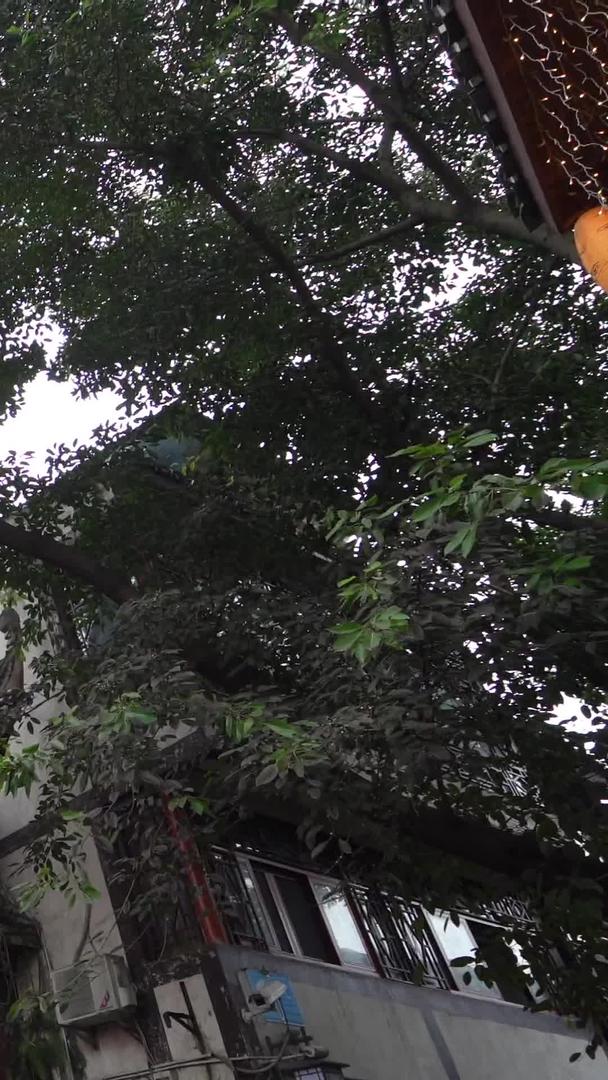重庆磁器口宝轮寺古建筑群视频的预览图