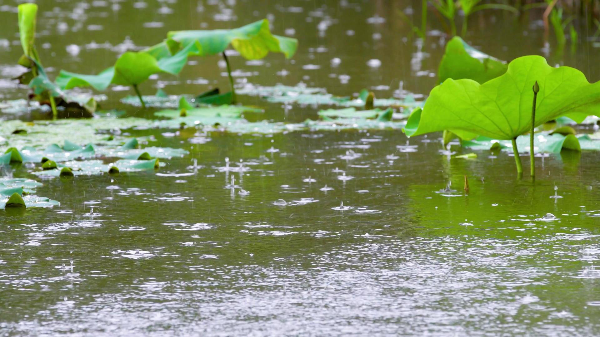 4k夏季雨水落在池塘里视频的预览图
