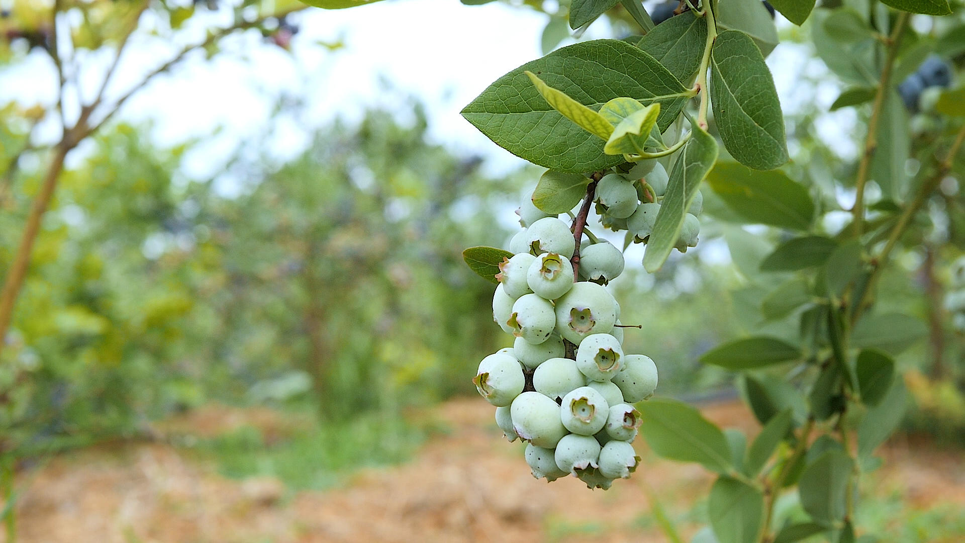 高丛蓝莓种植视频的预览图