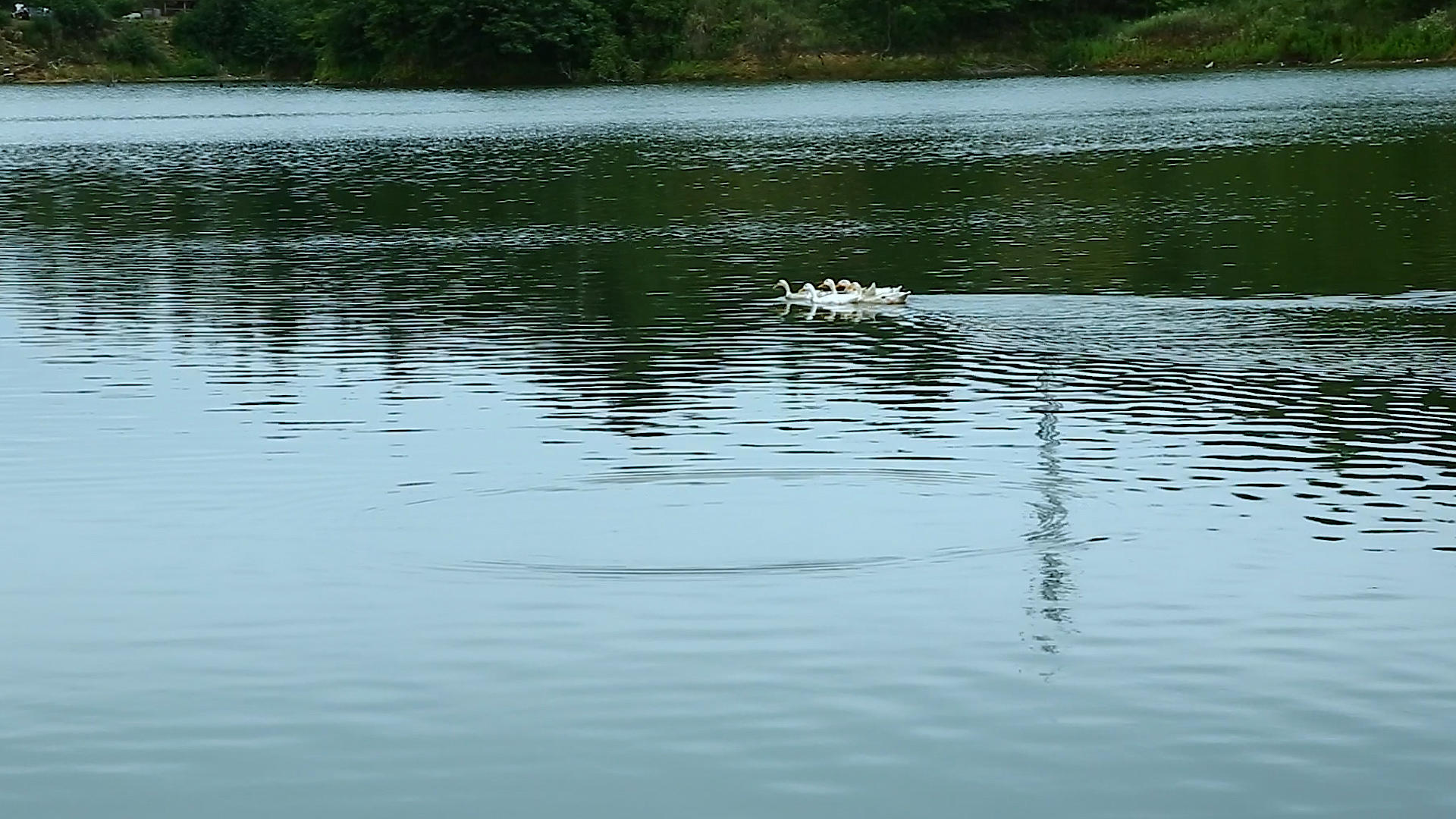 鸭子有过湖面波光粼粼视频的预览图