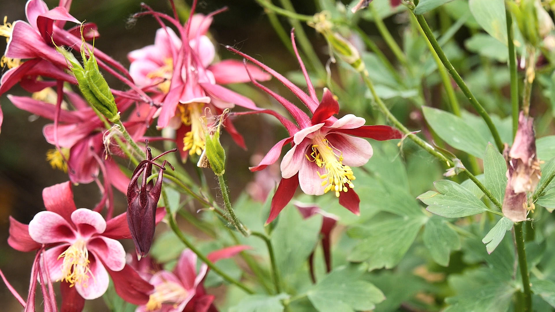 夏季花园盛开的花朵视频的预览图