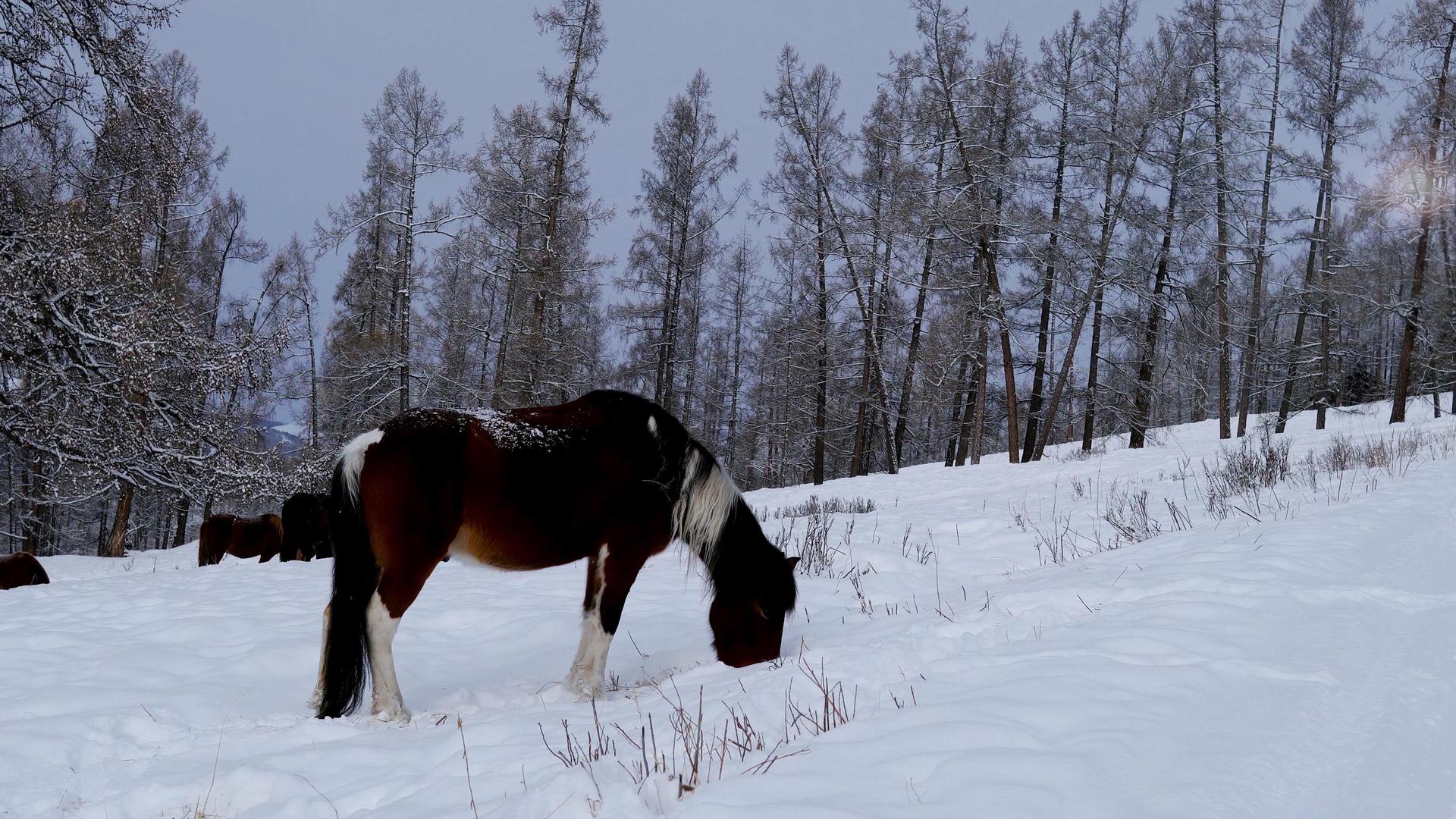 冬季雪地上觅食骏马视频的预览图