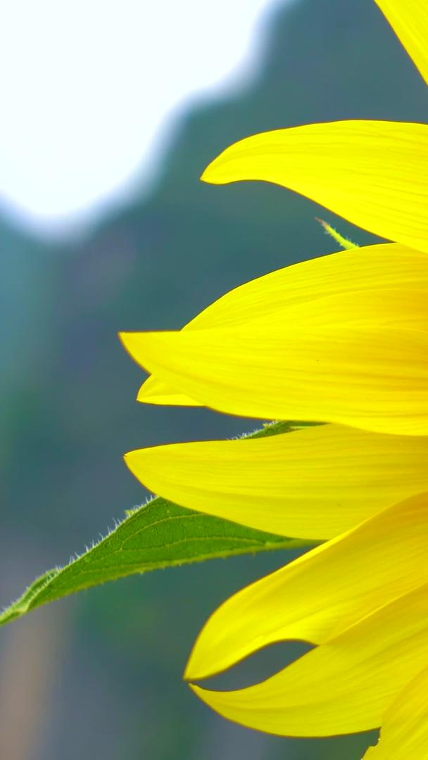 在阳光明媚的季节微距拍摄向日葵花上勤劳的蜜蜂视频的预览图