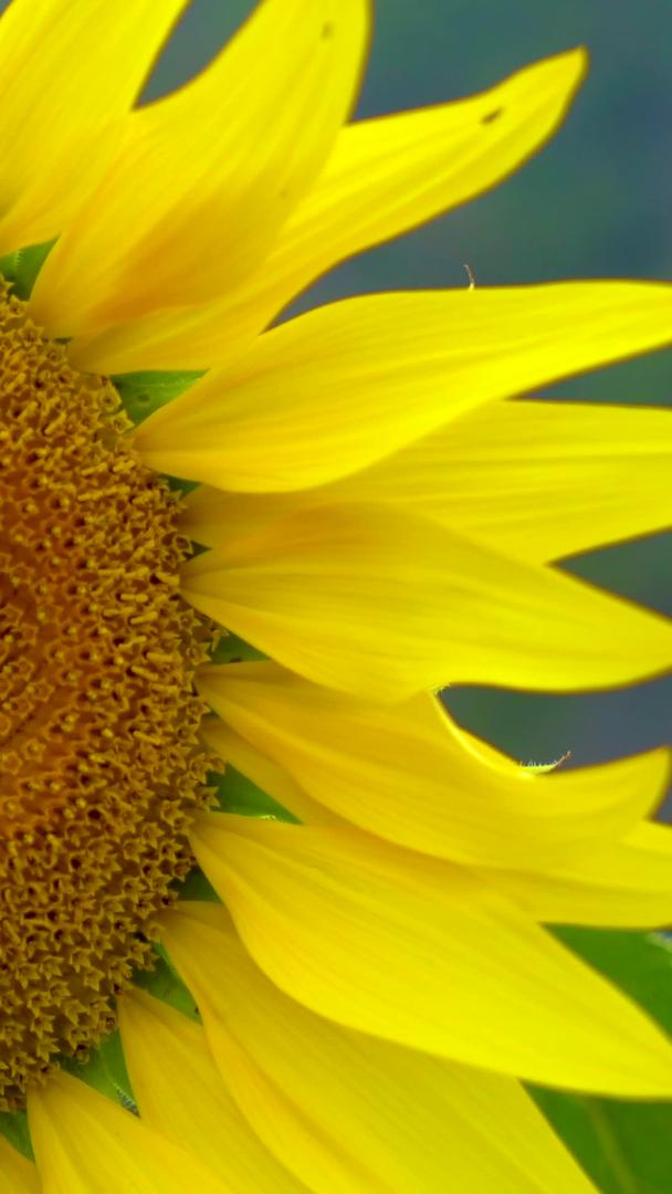 在阳光明媚的季节微距拍摄向日葵花上勤劳的蜜蜂视频的预览图