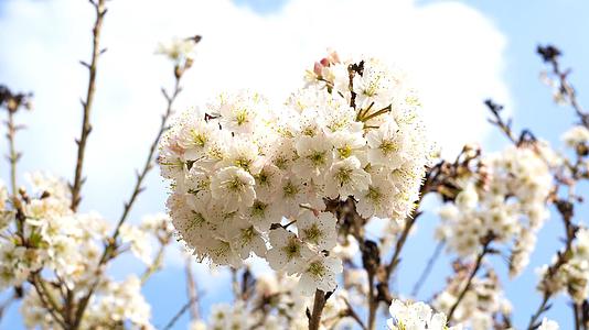 春季浪漫樱花盛开4K实拍素材视频的预览图