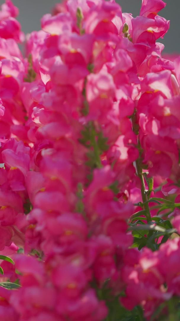 边喷泉边的粉色盆栽花朵视频的预览图