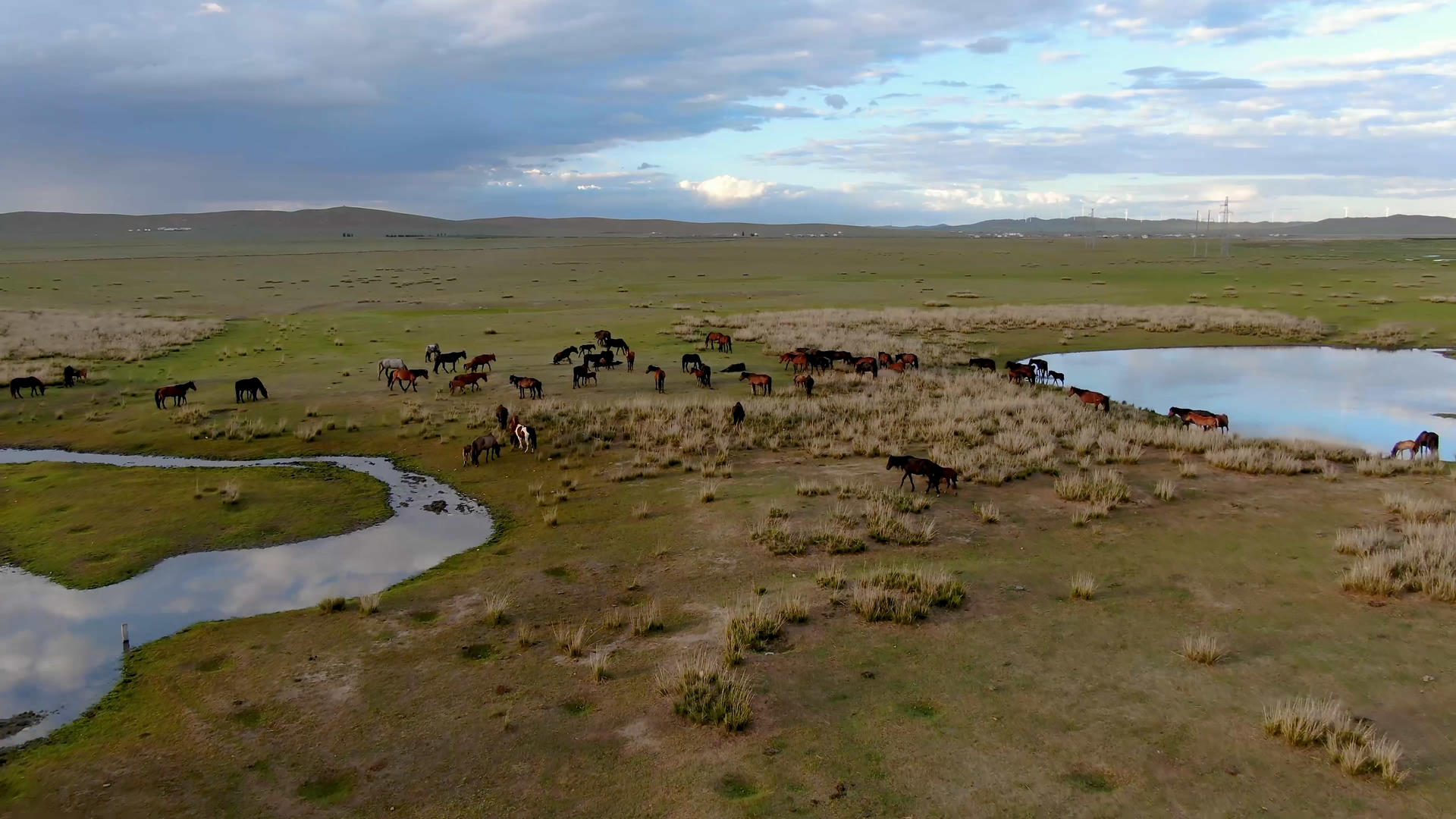 航拍草原上马群视频的预览图