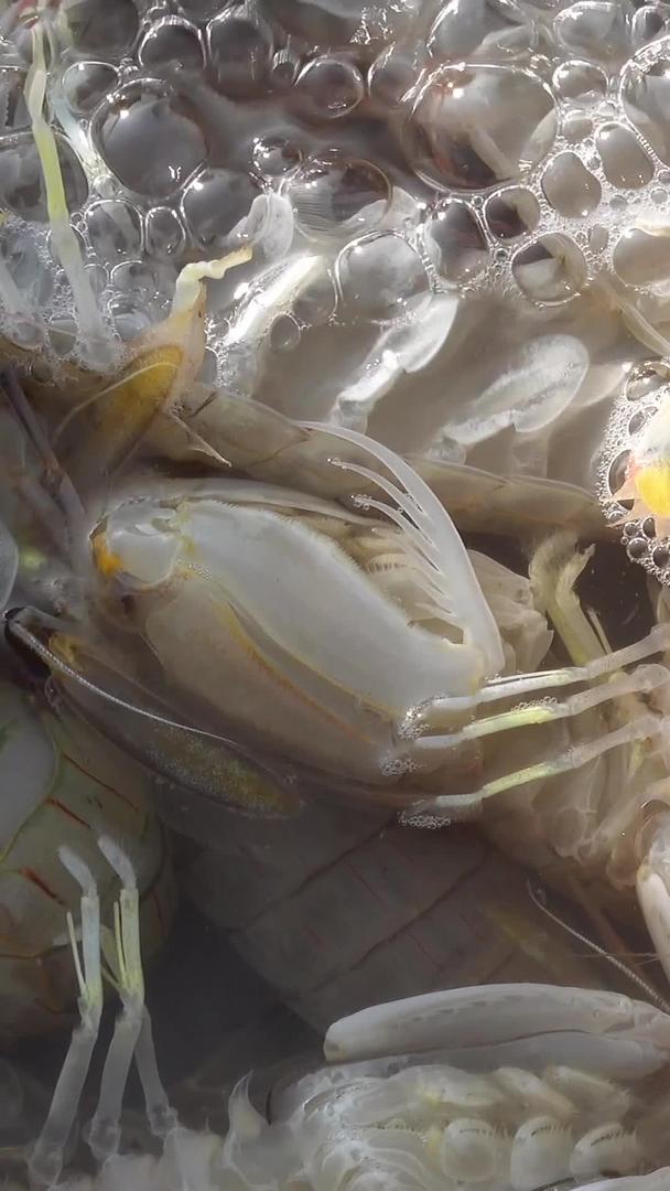 海鲜皮皮虾实拍视频收集集海鲜皮皮虾视频视频的预览图
