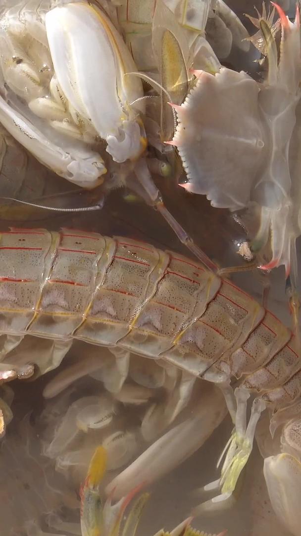 海鲜皮皮虾实拍视频收集集海鲜皮皮虾视频视频的预览图