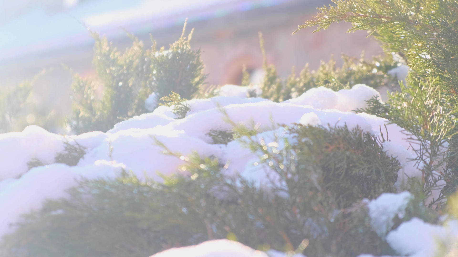 冬日暖阳照耀在松树枝上的积雪视频的预览图
