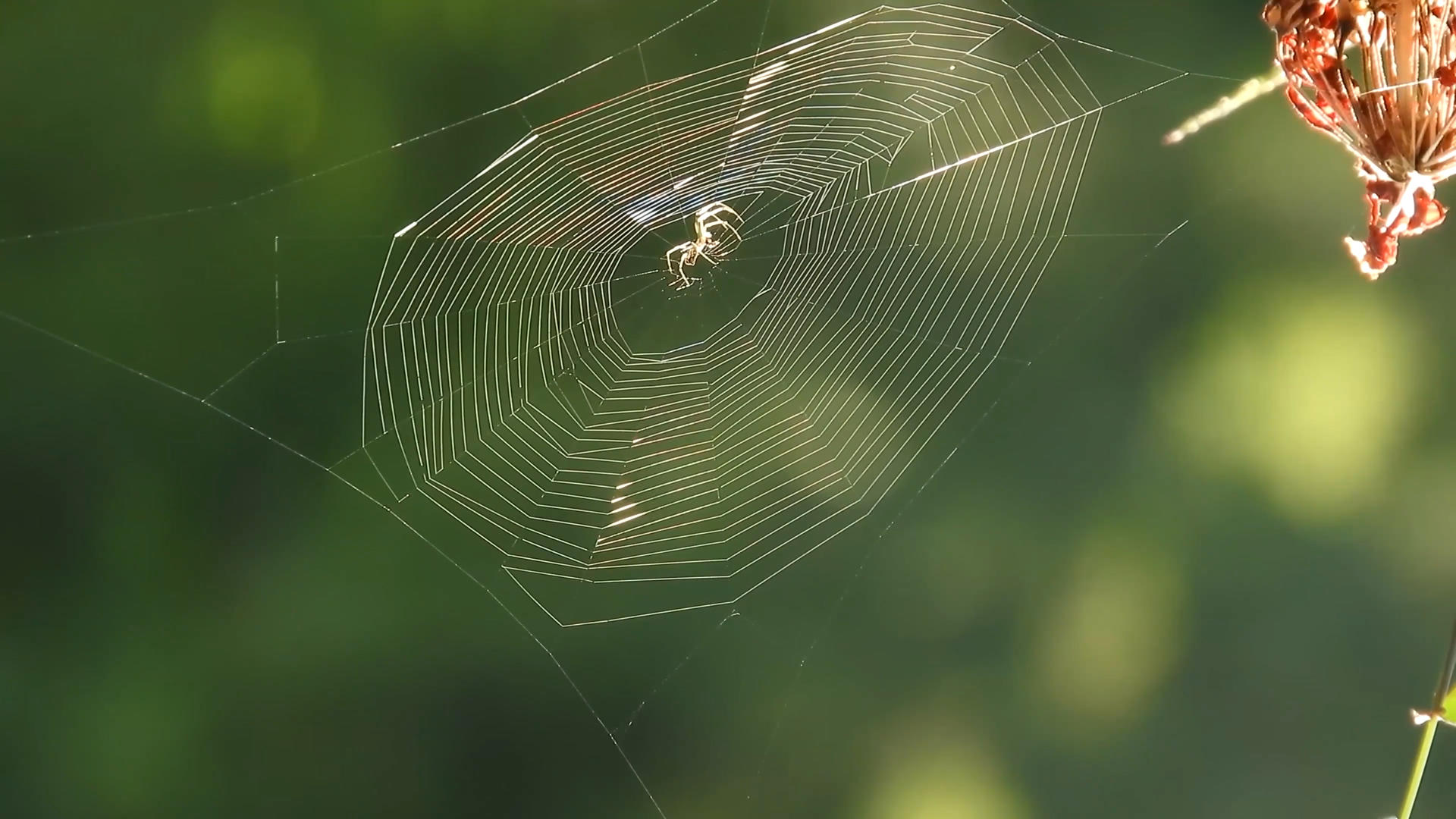 蜘蛛网视频的预览图