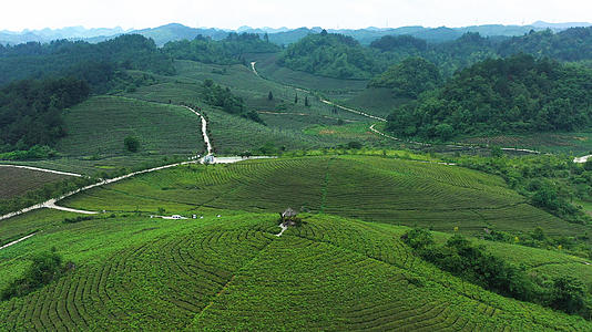 航拍贵州白茶之乡茶山视频的预览图