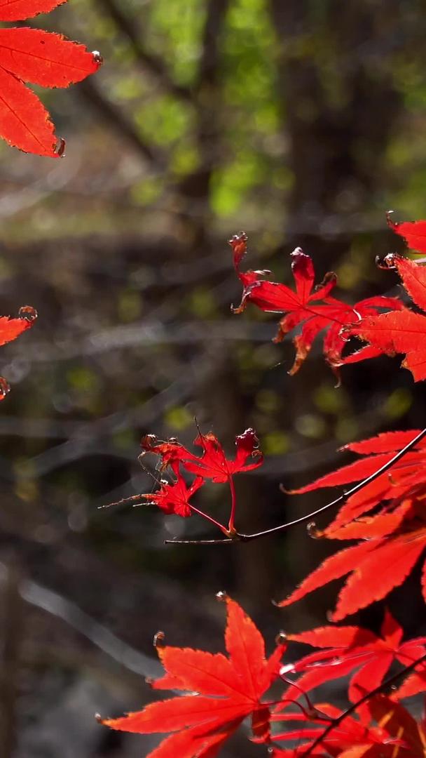 秋天自然风光随风摇摆的红叶视频视频的预览图