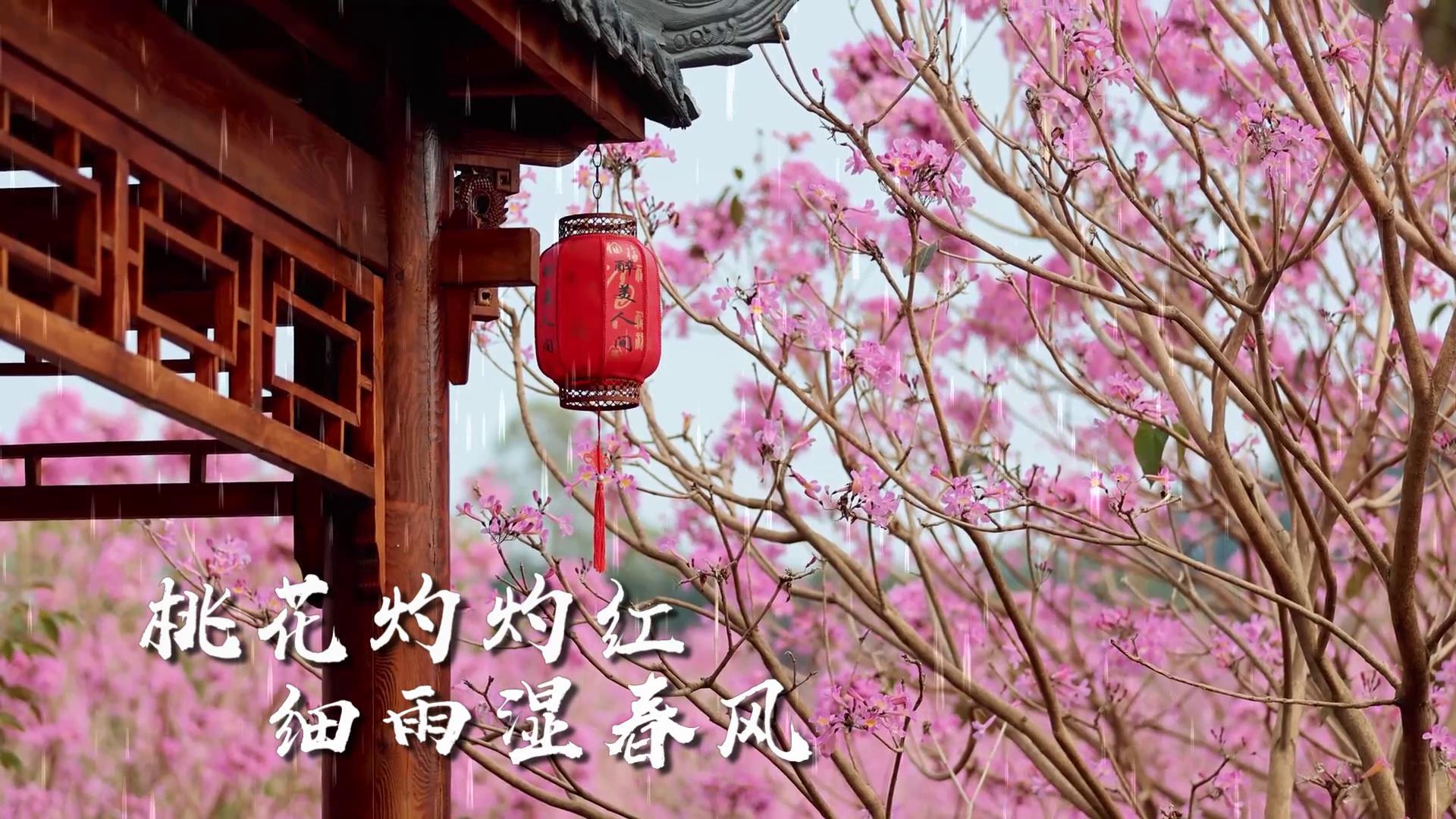 清新二十四节气春分宣传展示视频的预览图