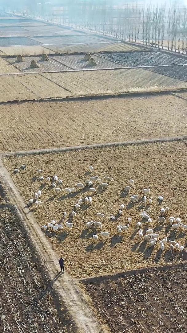 西北地区多角度航拍牧羊人牧羊素材视频的预览图
