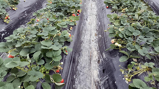 4K草莓种植基地视频的预览图
