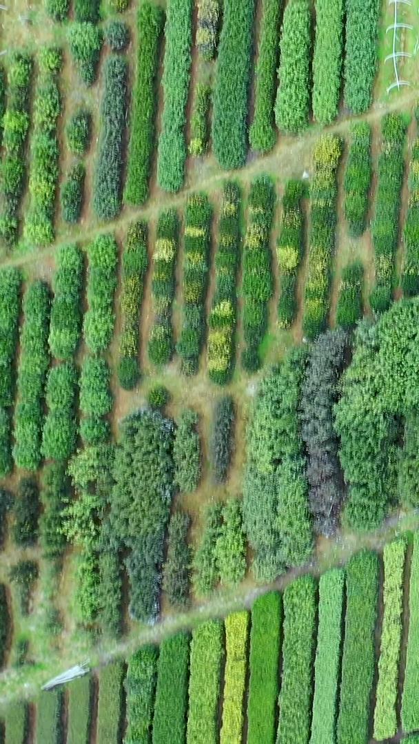 多角度高空拍摄整齐的茶田种植园茶树收藏视频的预览图