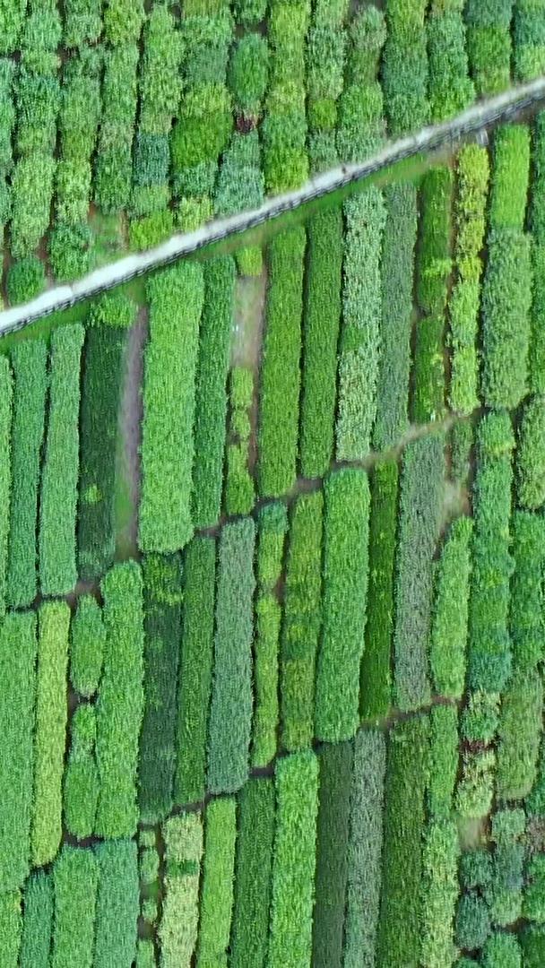 多角度高空拍摄整齐的茶田种植园茶树收藏视频的预览图