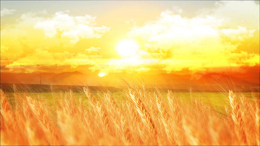 夕阳下的麦穗秋天背景视频的预览图