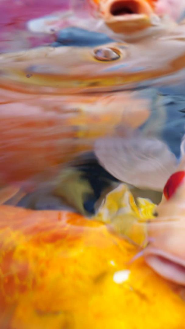锦鲤金鱼实拍视频素材素材视频的预览图