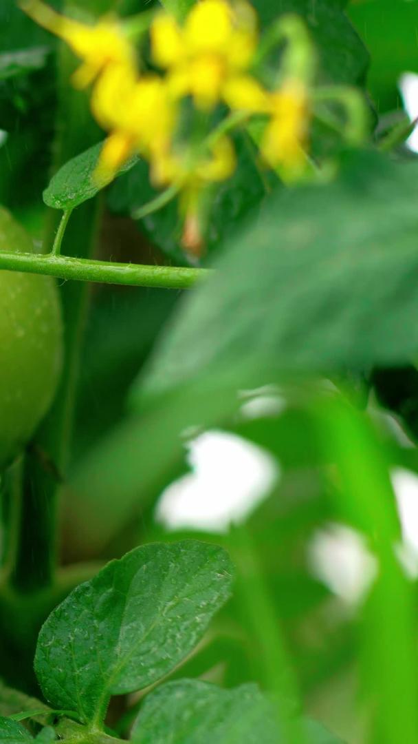 番茄番茄番茄开花结果视频的预览图