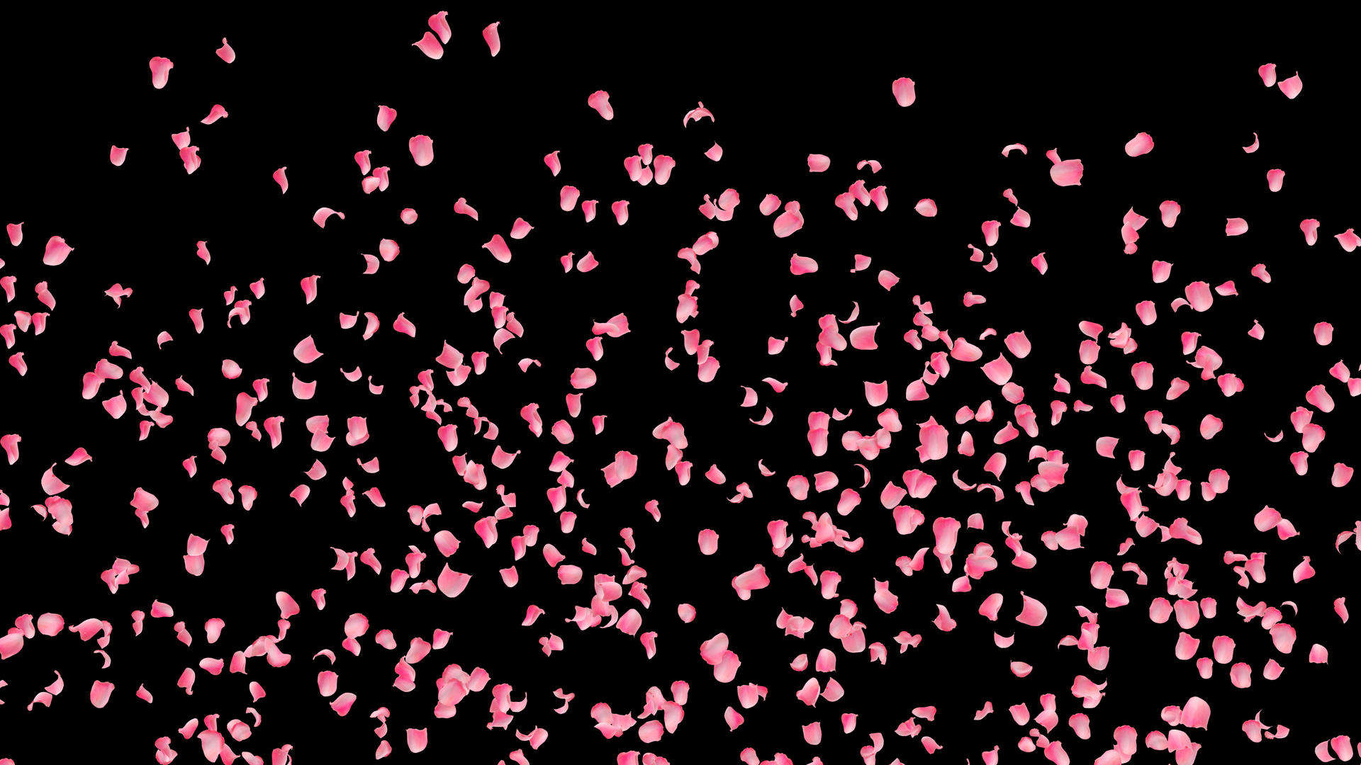 玫瑰花瓣飘落视频的预览图