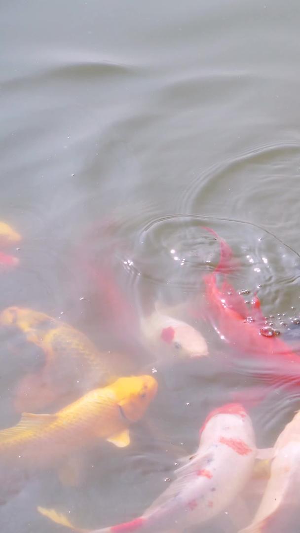 娱乐休闲湖边喂金鱼锦鲤素材视频的预览图
