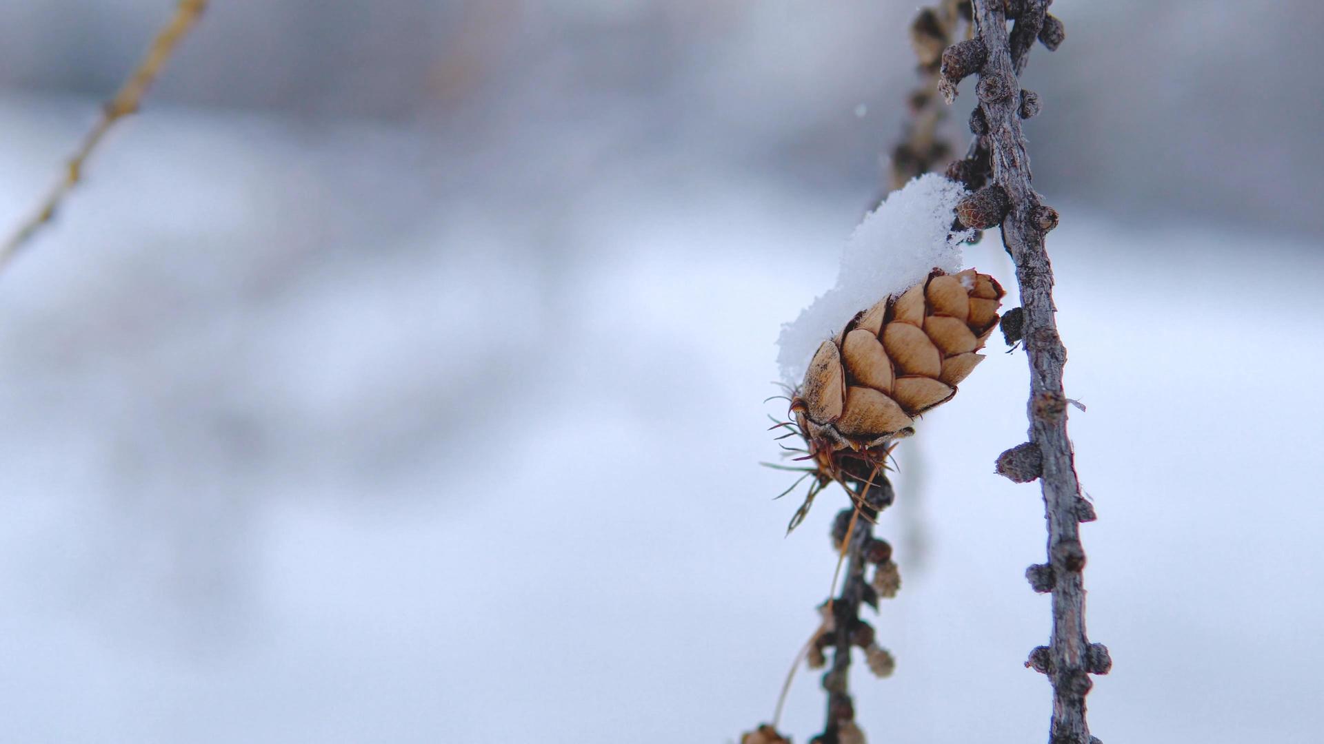 冬天下雪落雪松树松果视频的预览图
