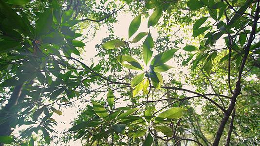 树林里的树叶仰拍视频视频的预览图