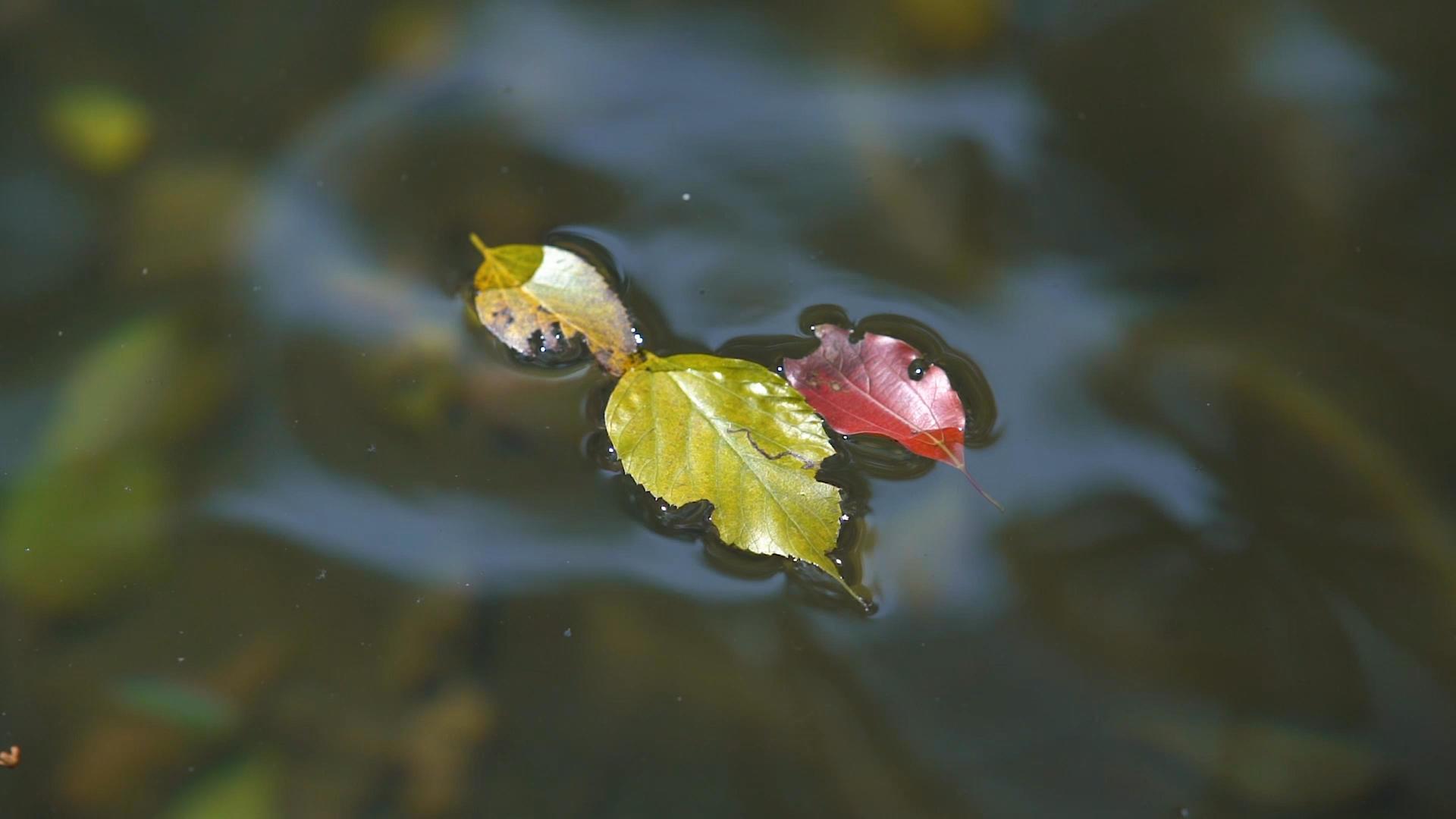 在水面晃动的树叶视频的预览图