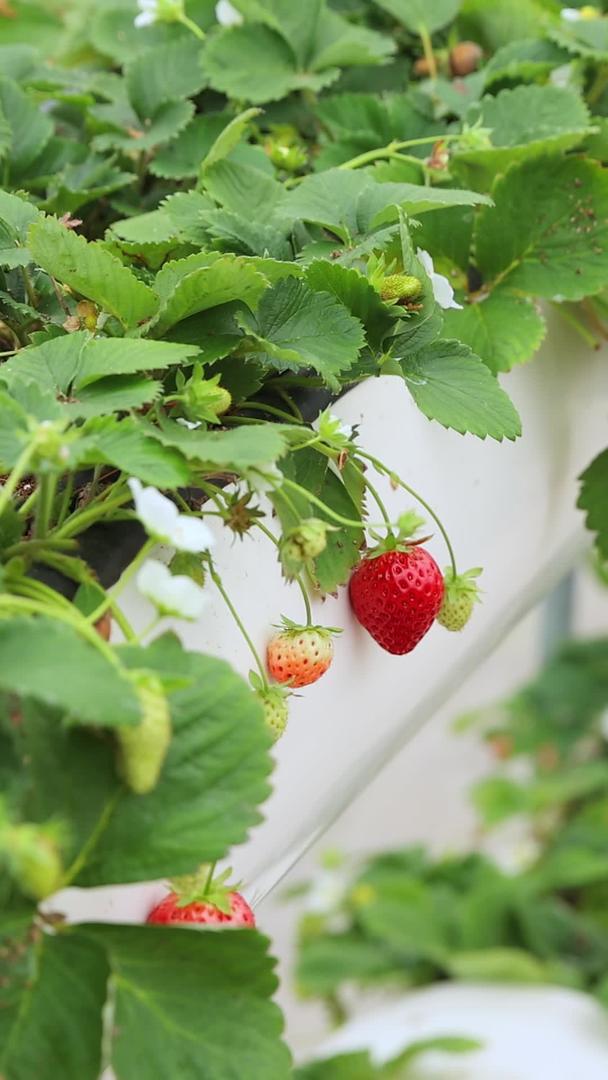 观察草莓在高处生长视频的预览图