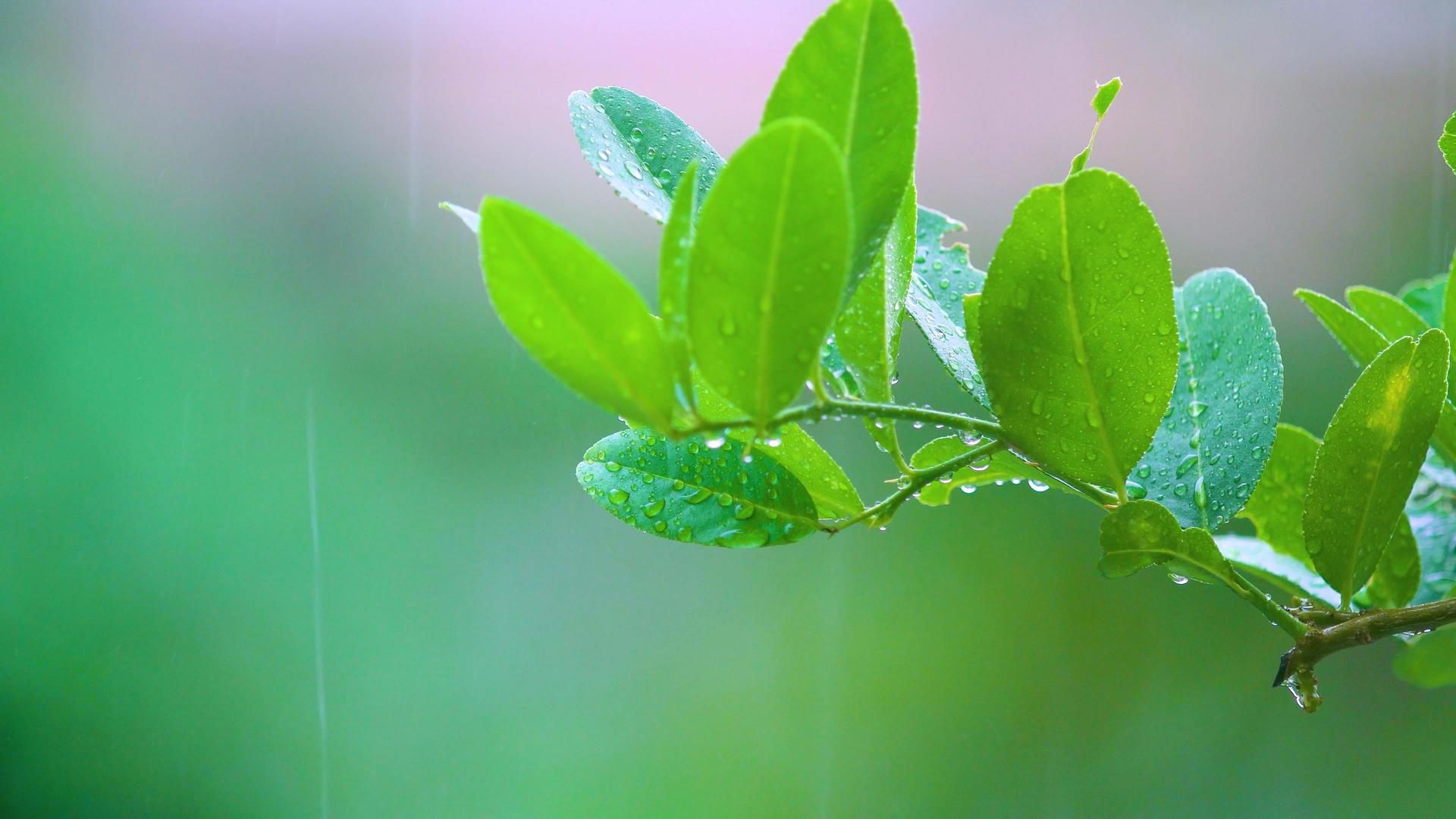 4k植物叶子暴雨天气素材视频的预览图