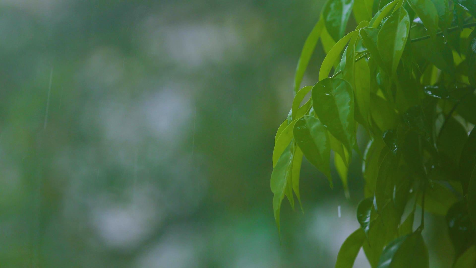 4k植物树叶暴雨天气素材视频的预览图