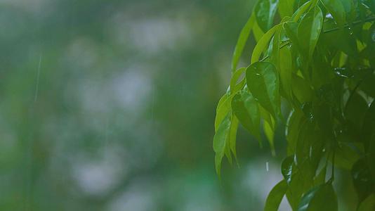 4k植物树叶暴雨天气素材视频的预览图