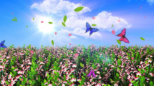 4K唯美的海棠花背景素材视频的预览图