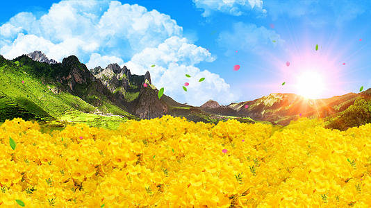 4K唯美的黄色小花背景素材视频的预览图