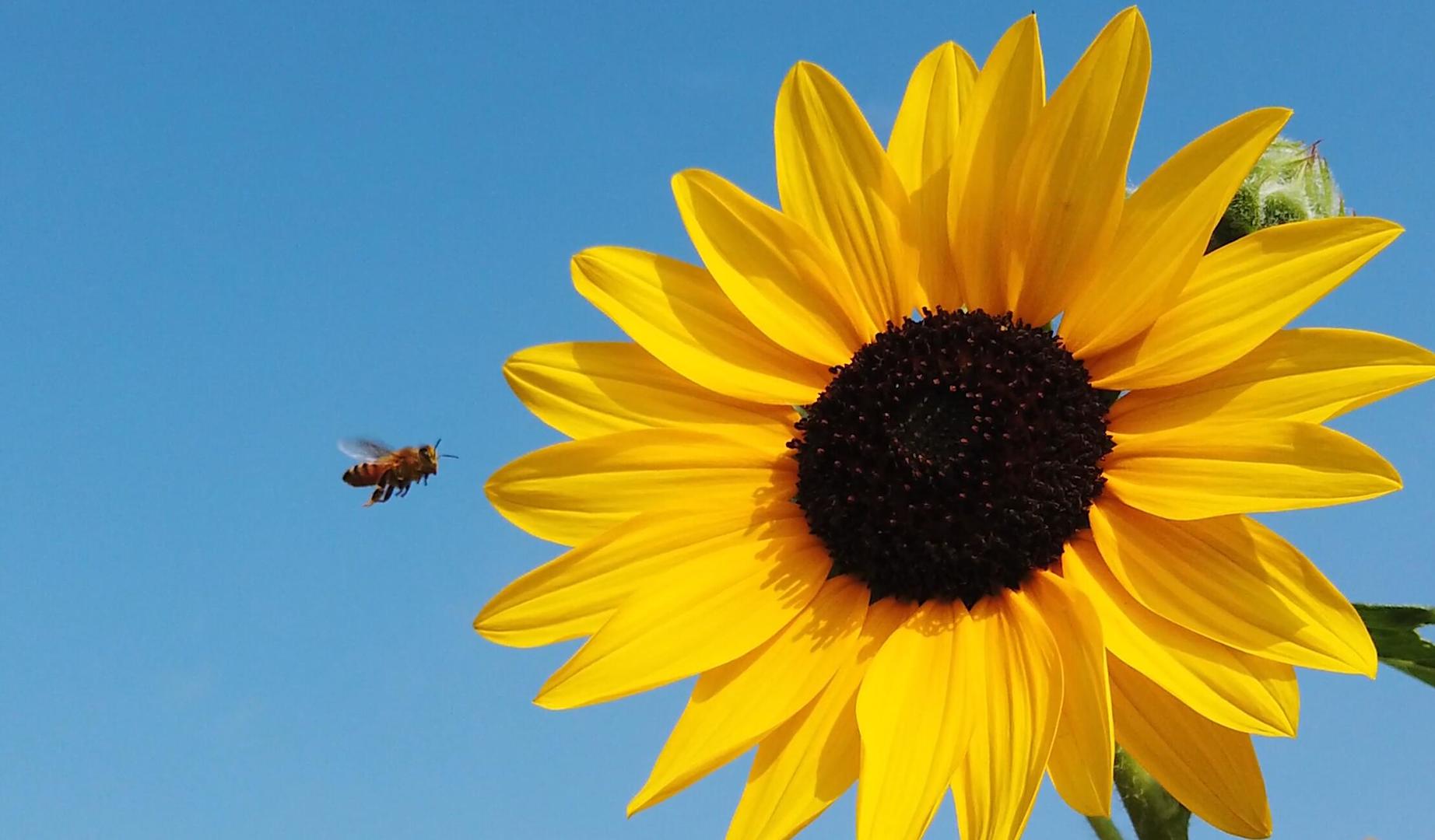 向日葵上采蜜的小蜜蜂视频的预览图