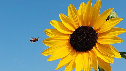 向日葵上采蜜的小蜜蜂视频的预览图