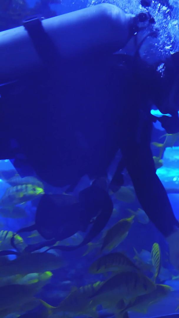 海洋馆潜水员给大石斑鱼喂食视频的预览图