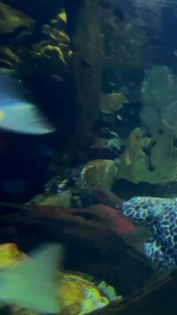 真实的海洋隐形霸主鳗鱼视频的预览图