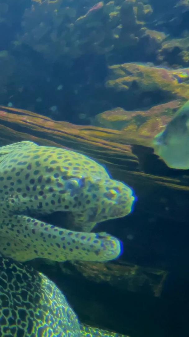 真实的海洋隐形霸主鳗鱼视频的预览图