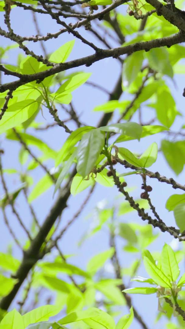 杜鹃鸟在实拍树枝上视频的预览图