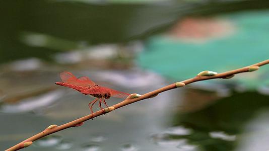 4K夏日荷塘伫立在枝头的蜻蜓视频素材视频的预览图