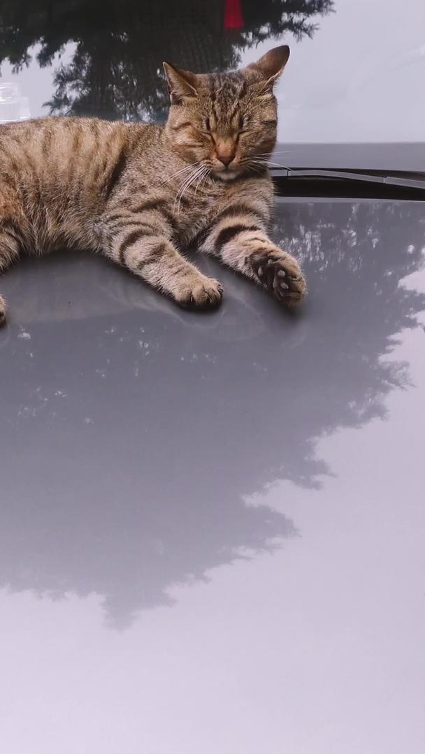 宠物猫咪爱心素材躺在汽车引擎盖上视频的预览图