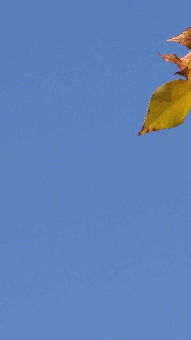 秋天的风景蓝天下五彩缤纷的树叶视频集合视频的预览图