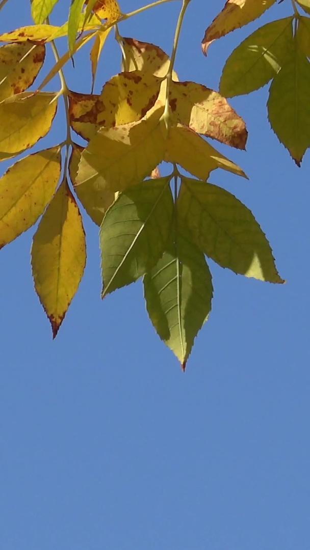 秋天的风景蓝天下五彩缤纷的树叶视频集合视频的预览图