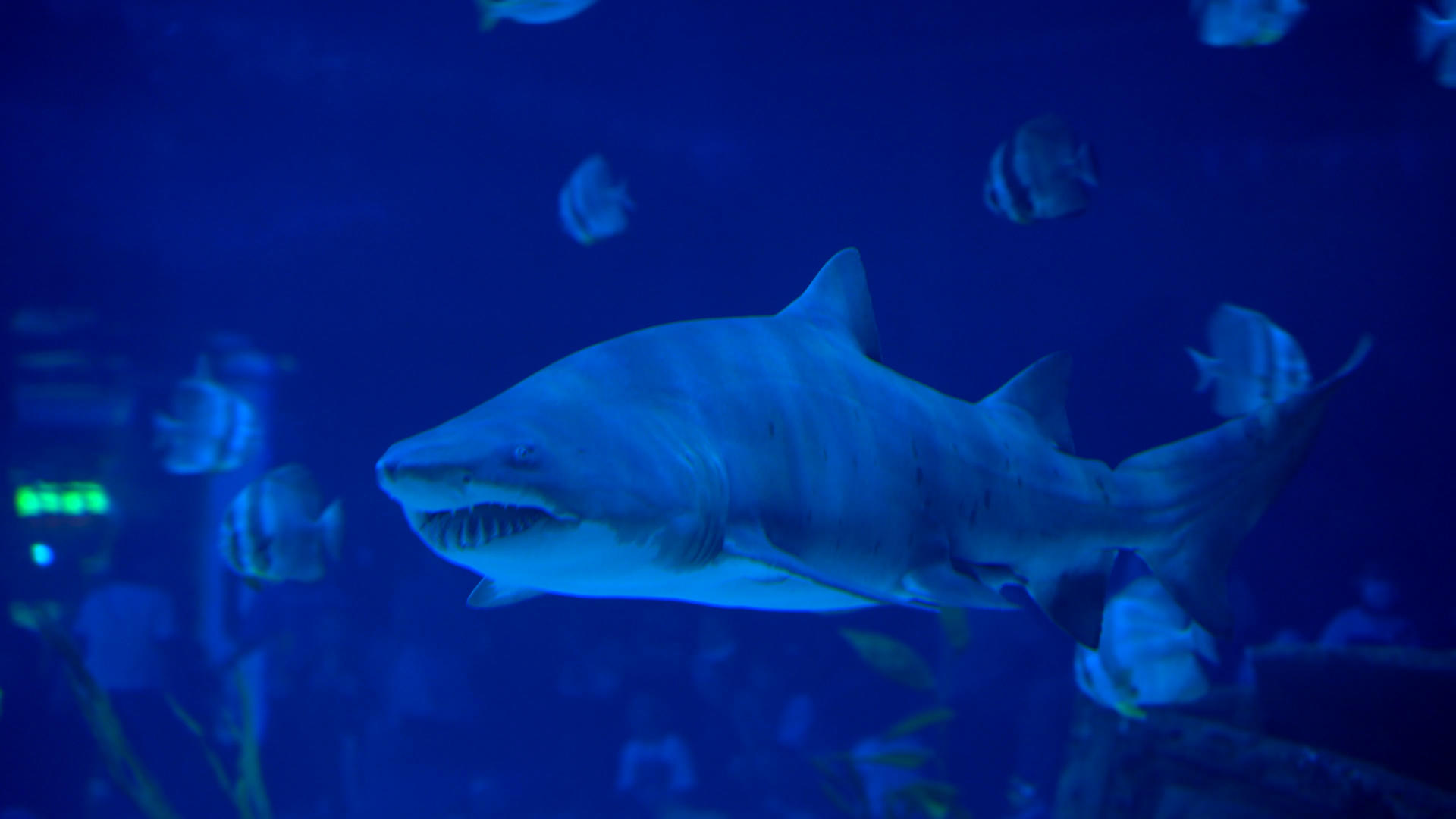 4k海洋生物鲨鱼和热带比目鱼视频的预览图