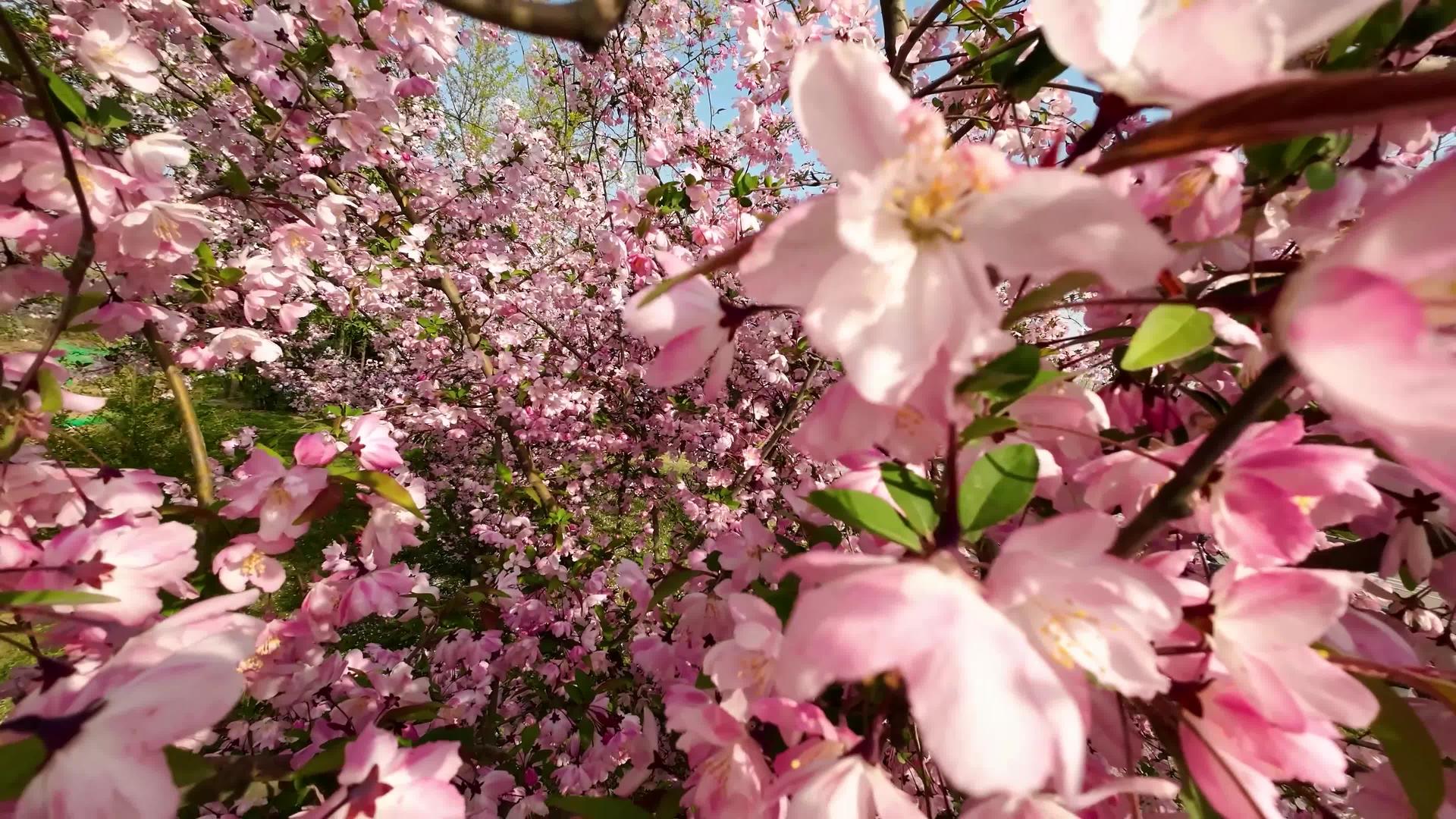 春季海棠花升级拍摄视频的预览图