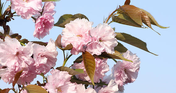 日本晚樱八瓣儿花树视频的预览图